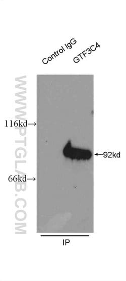 GTF3C4 Rabbit anti-Human, Mouse, Rat, Polyclonal, Proteintech 150 &mu;L;