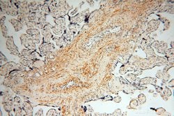 MFAP4 Rabbit anti-Human, Mouse, Rat, Polyclonal, Proteintech:Antibodies:Primary