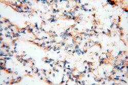 MFAP4 Rabbit anti-Human, Mouse, Rat, Polyclonal, Proteintech:Antibodies:Primary