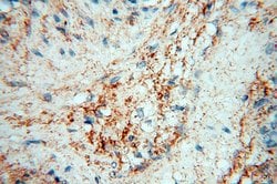 MFAP4 Rabbit anti-Human, Mouse, Rat, Polyclonal, Proteintech:Antibodies:Primary