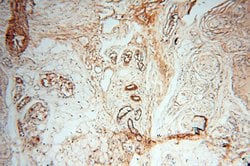 MFAP4 Rabbit anti-Human, Mouse, Rat, Polyclonal, Proteintech:Antibodies:Primary