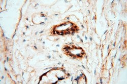 MFAP4 Rabbit anti-Human, Mouse, Rat, Polyclonal, Proteintech:Antibodies:Primary