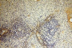 MFAP4 Rabbit anti-Human, Mouse, Rat, Polyclonal, Proteintech:Antibodies:Primary