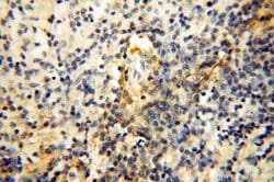 MFAP4 Rabbit anti-Human, Mouse, Rat, Polyclonal, Proteintech:Antibodies:Primary