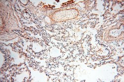 MFAP4 Rabbit anti-Human, Mouse, Rat, Polyclonal, Proteintech:Antibodies:Primary
