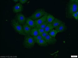 VPS4B Rabbit anti-Human, Mouse, Rat, Polyclonal, Proteintech:Antibodies:Primary
