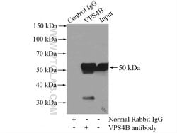 VPS4B Rabbit anti-Human, Mouse, Rat, Polyclonal, Proteintech:Antibodies:Primary