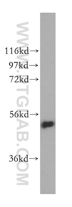 VPS4B Rabbit anti-Human, Mouse, Rat, Polyclonal, Proteintech:Antibodies:Primary