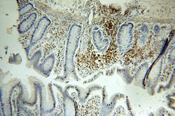 ICAM3 Rabbit anti-Human, Polyclonal, Proteintech 150 &mu;L; Unconjugated:Antibodies,