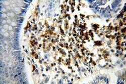 ICAM3 Rabbit anti-Human, Polyclonal, Proteintech 150 &mu;L; Unconjugated:Antibodies,