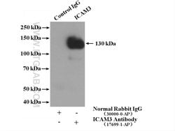 ICAM3 Rabbit anti-Human, Polyclonal, Proteintech 150 &mu;L; Unconjugated:Antibodies,