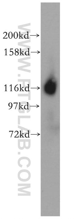 ICAM3 Rabbit anti-Human, Polyclonal, Proteintech 150 &mu;L; Unconjugated:Antibodies,