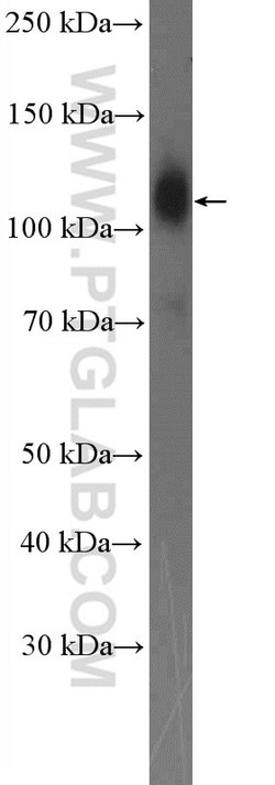 ICAM3 Rabbit anti-Human, Polyclonal, Proteintech 150 &mu;L; Unconjugated:Antibodies,