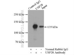 USP28 Rabbit anti-Human, Mouse, Rat, Polyclonal, Proteintech:Antibodies:Primary