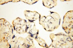 EB1 Rabbit anti-Human, Mouse, Polyclonal, Proteintech:Antibodies:Primary