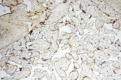 CSK Rabbit anti-Human, Polyclonal, Proteintech 150 &mu;L; Unconjugated:Antibodies,