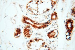 CSK Rabbit anti-Human, Polyclonal, Proteintech 150 &mu;L; Unconjugated:Antibodies,