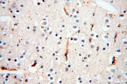 CSK Rabbit anti-Human, Polyclonal, Proteintech 150 &mu;L; Unconjugated:Antibodies,