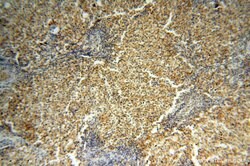 CSK Rabbit anti-Human, Polyclonal, Proteintech 150 &mu;L; Unconjugated:Antibodies,