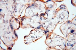 CSK Rabbit anti-Human, Polyclonal, Proteintech 150 &mu;L; Unconjugated:Antibodies,