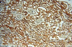 CSK Rabbit anti-Human, Polyclonal, Proteintech 150 &mu;L; Unconjugated:Antibodies,