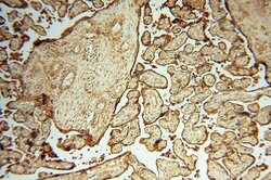 CSK Rabbit anti-Human, Polyclonal, Proteintech 150 &mu;L; Unconjugated:Antibodies,