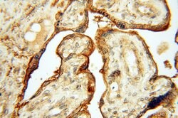 CSK Rabbit anti-Human, Polyclonal, Proteintech 150 &mu;L; Unconjugated:Antibodies,