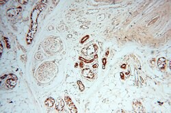 CSK Rabbit anti-Human, Polyclonal, Proteintech 150 &mu;L; Unconjugated:Antibodies,