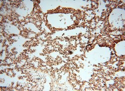 CSK Rabbit anti-Human, Polyclonal, Proteintech 150 &mu;L; Unconjugated:Antibodies,