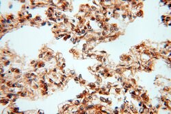 CSK Rabbit anti-Human, Polyclonal, Proteintech 150 &mu;L; Unconjugated:Antibodies,