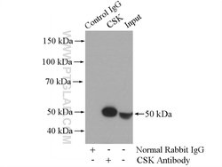 CSK Rabbit anti-Human, Polyclonal, Proteintech 150 &mu;L; Unconjugated:Antibodies,
