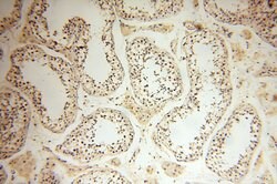 SMARCC1 Rabbit anti-Human, Mouse, Rat, Polyclonal, Proteintech 150 &mu;L;