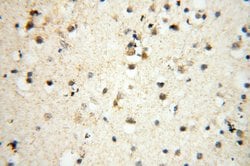 SMARCC1 Rabbit anti-Human, Mouse, Rat, Polyclonal, Proteintech 150 &mu;L;