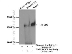 SMARCC1 Rabbit anti-Human, Mouse, Rat, Polyclonal, Proteintech 150 &mu;L;