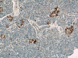 ATP6V1F Rabbit anti-Human, Mouse, Polyclonal, Proteintech 150 &mu;L; Unconjugated:Antibodies,