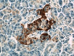 ATP6V1F Rabbit anti-Human, Mouse, Polyclonal, Proteintech 150 &mu;L; Unconjugated:Antibodies,