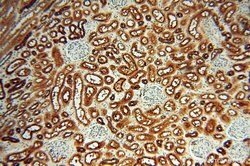 ATP6V1F Rabbit anti-Human, Mouse, Polyclonal, Proteintech 150 &mu;L; Unconjugated:Antibodies,