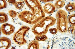 ATP6V1F Rabbit anti-Human, Mouse, Polyclonal, Proteintech 150 &mu;L; Unconjugated:Antibodies,