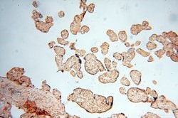 ATP6V1F Rabbit anti-Human, Mouse, Polyclonal, Proteintech 150 &mu;L; Unconjugated:Antibodies,