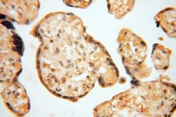 ATP6V1F Rabbit anti-Human, Mouse, Polyclonal, Proteintech 150 &mu;L; Unconjugated:Antibodies,