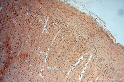 ATP6V1F Rabbit anti-Human, Mouse, Polyclonal, Proteintech 150 &mu;L; Unconjugated:Antibodies,