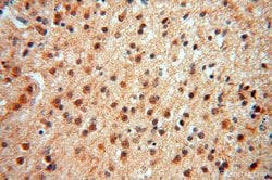 ATP6V1F Rabbit anti-Human, Mouse, Polyclonal, Proteintech 150 &mu;L; Unconjugated:Antibodies,