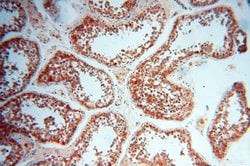 ATP6V1F Rabbit anti-Human, Mouse, Polyclonal, Proteintech 150 &mu;L; Unconjugated:Antibodies,