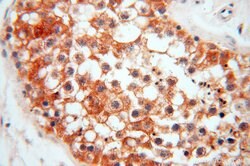 ATP6V1F Rabbit anti-Human, Mouse, Polyclonal, Proteintech 150 &mu;L; Unconjugated:Antibodies,