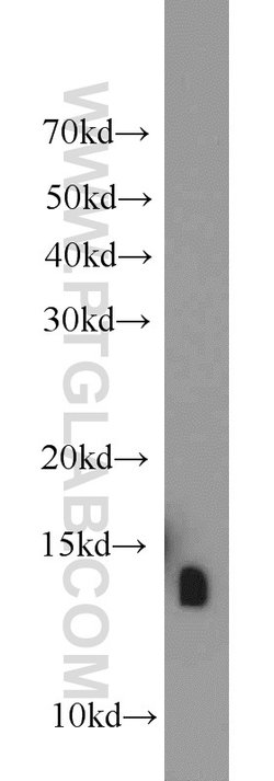 ATP6V1F Rabbit anti-Human, Mouse, Polyclonal, Proteintech 150 &mu;L; Unconjugated:Antibodies,