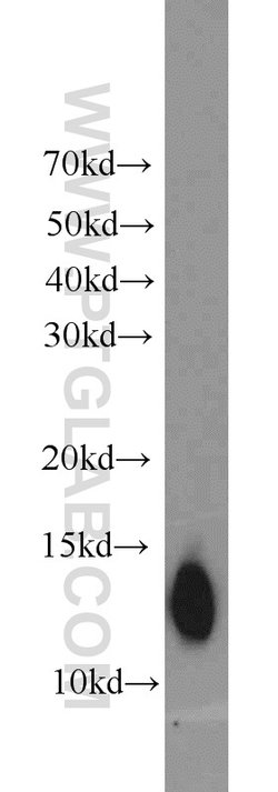 ATP6V1F Rabbit anti-Human, Mouse, Polyclonal, Proteintech 150 &mu;L; Unconjugated:Antibodies,