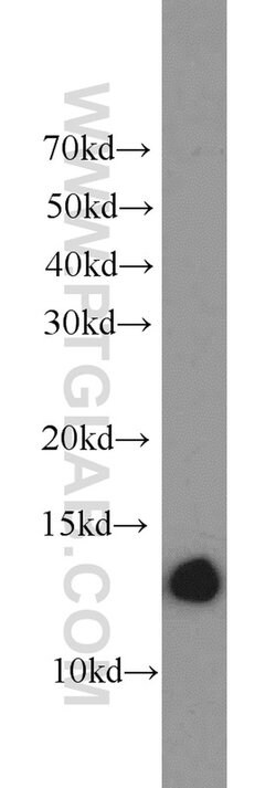 ATP6V1F Rabbit anti-Human, Mouse, Polyclonal, Proteintech 150 &mu;L; Unconjugated:Antibodies,