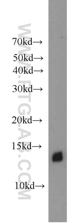 ATP6V1F Rabbit anti-Human, Mouse, Polyclonal, Proteintech 150 &mu;L; Unconjugated:Antibodies,
