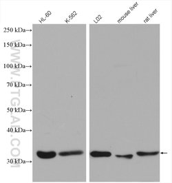 ENOPH1 Rabbit anti-Human, Mouse, Rat, Polyclonal, Proteintech 150 &mu;L | Buy Online | Proteintech Group Inc | Fisher Scientific