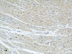 GRAF Rabbit anti-Human, Mouse, Polyclonal, Proteintech 150 &mu;L; Unconjugated:Antibodies,